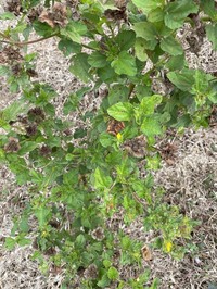 Malva De Caballo