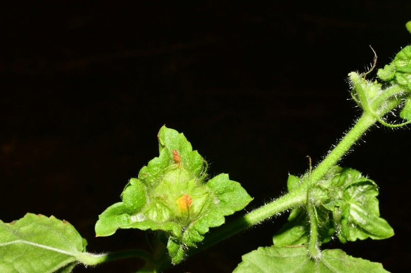 Malva De Caballo photo 2