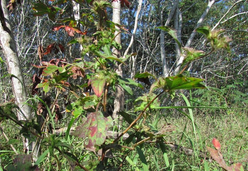 Roadside Leafbract photo 2
