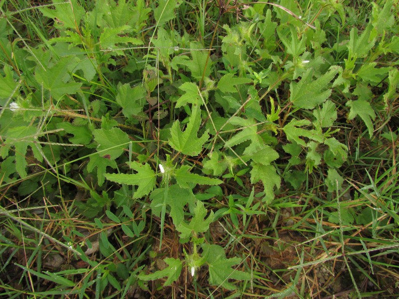 Roadside Leafbract photo 3