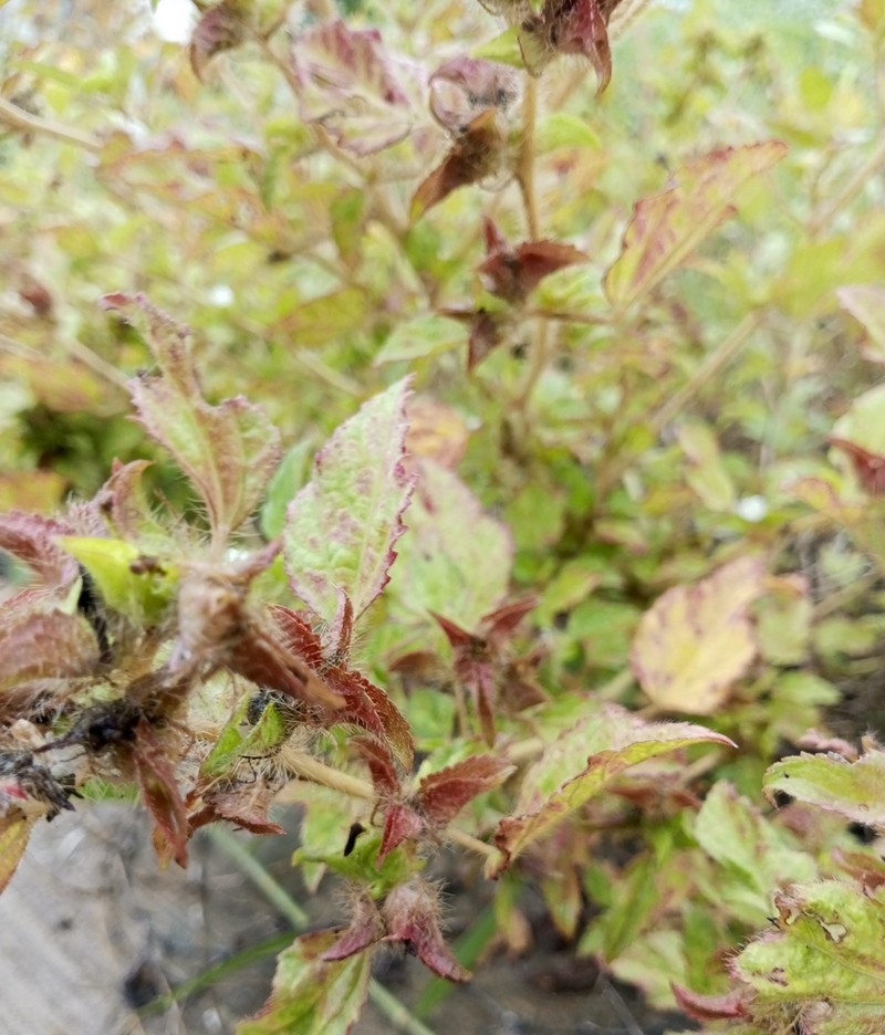 Roadside Leafbract photo 5