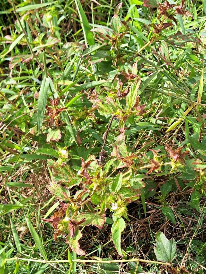 Roadside Leafbract photo 8