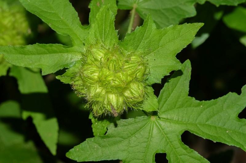 Tropical Leafbract