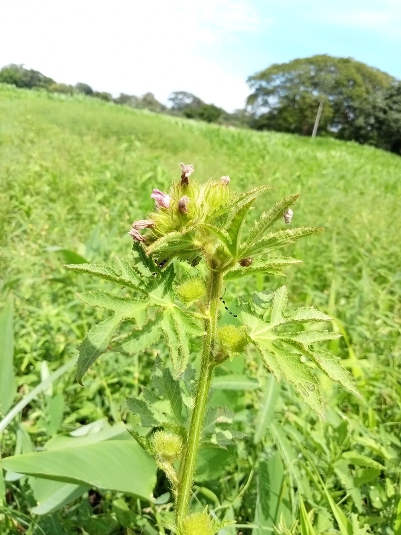 Tropical Leafbract photo 4