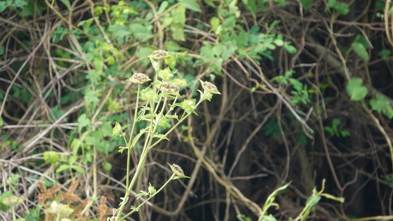 Tropical Leafbract photo 5