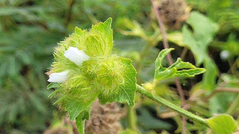 Tropical Leafbract photo 7