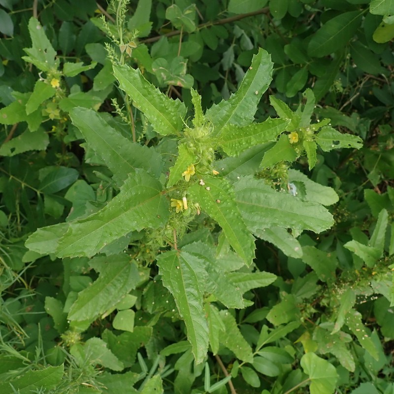 Malachra urens photo 2