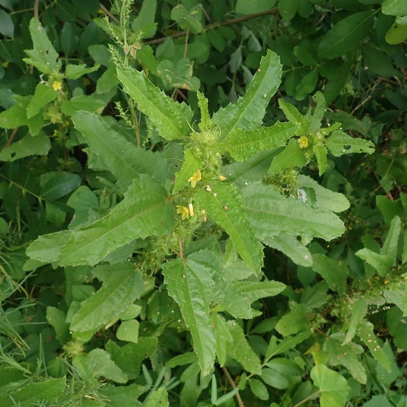 Malachra urens photo 3