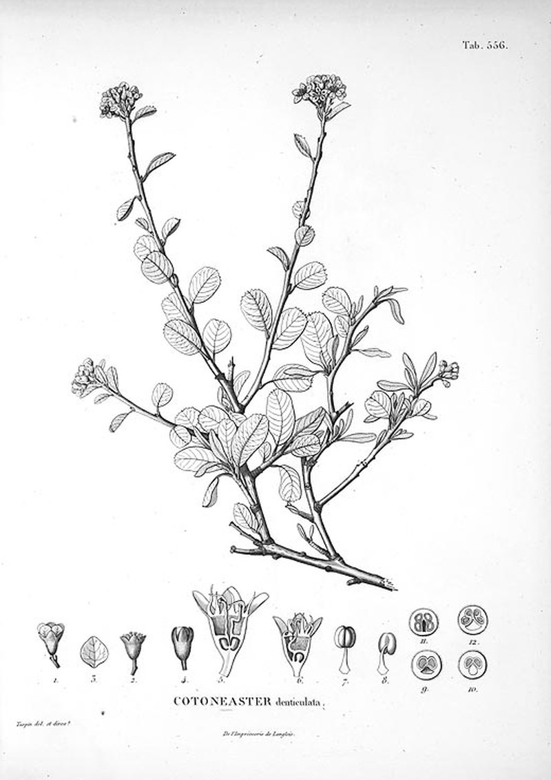 Southern False Serviceberry photo 2