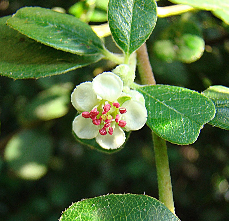 Southern False Serviceberry photo 3