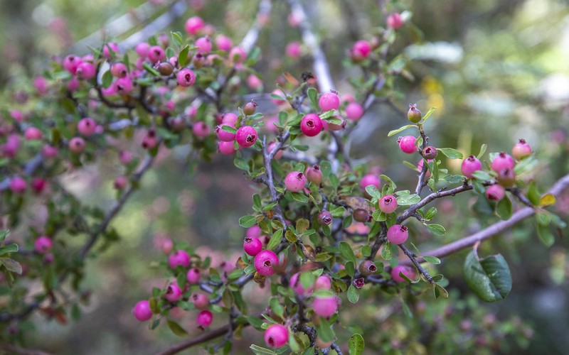 Southern False Serviceberry