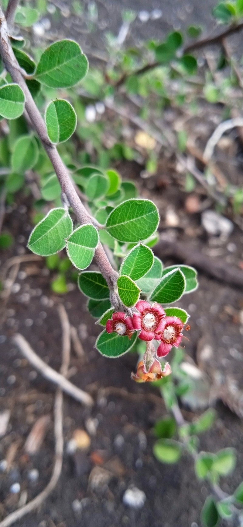 Southern False Serviceberry photo 3