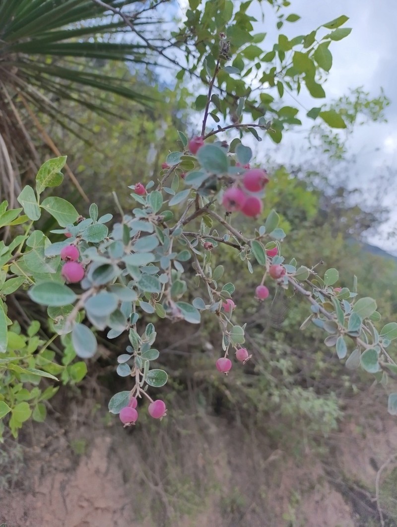 Southern False Serviceberry photo 4