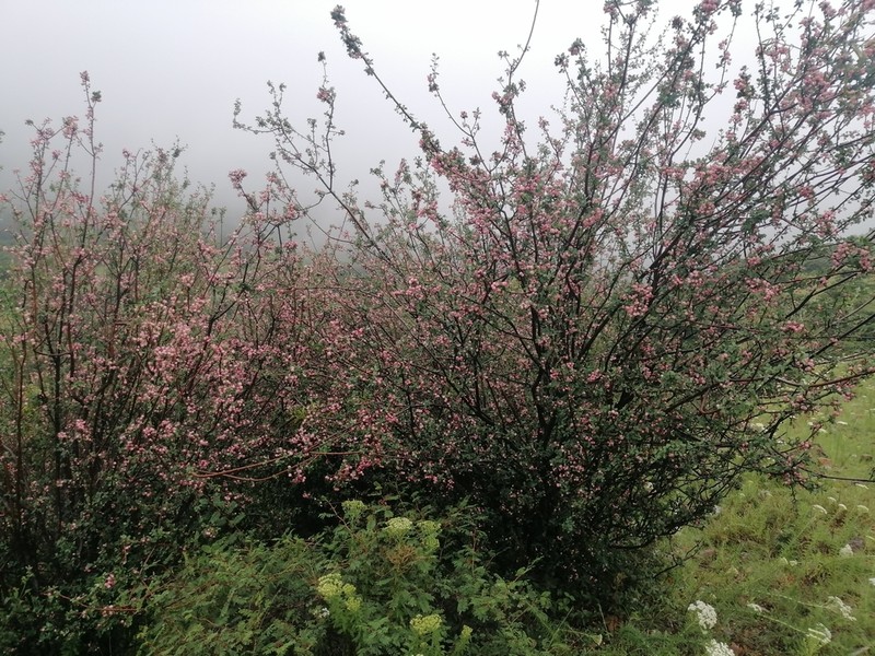 Southern False Serviceberry photo 5