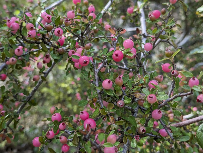 Southern False Serviceberry photo 6