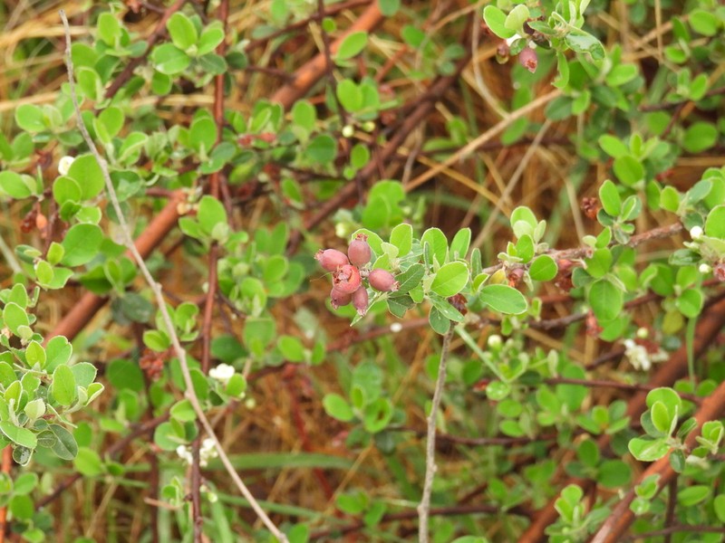 Southern False Serviceberry photo 7