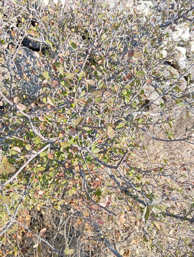 Southern False Serviceberry photo 8