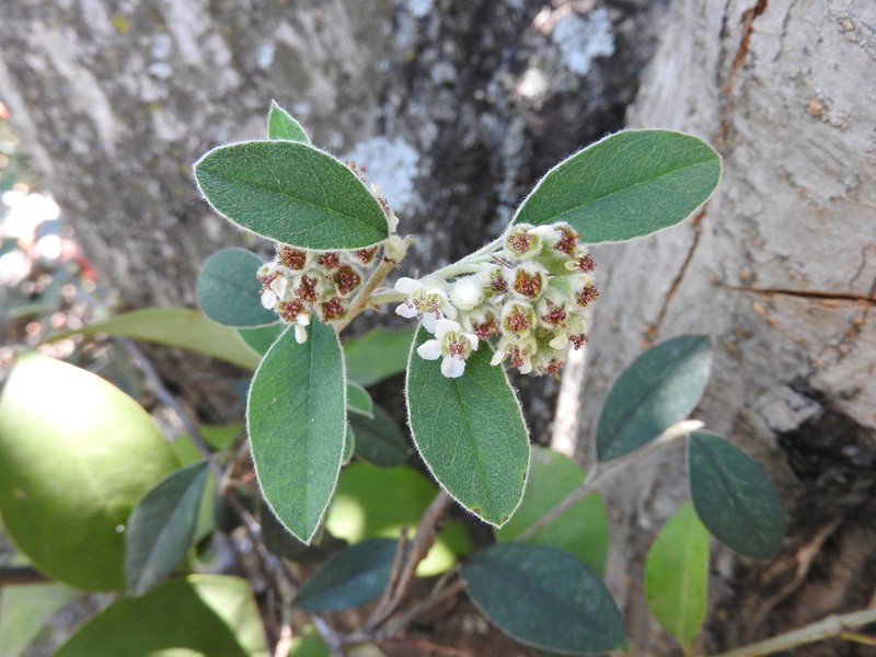 Malacomeles psilantha