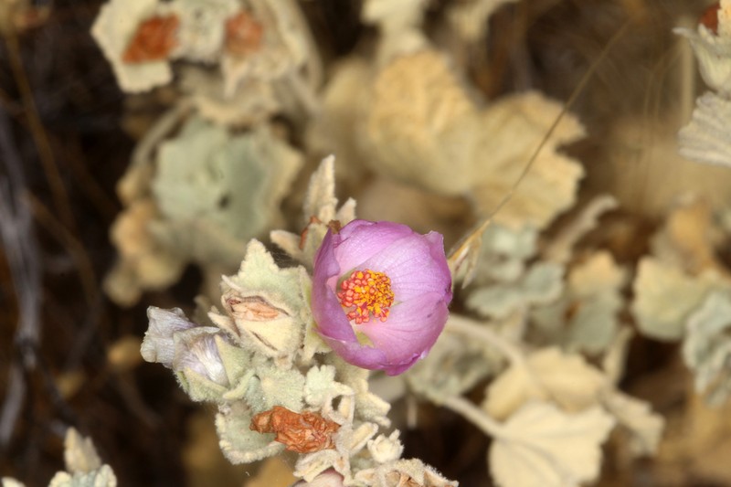 Abbot's Bushmallow