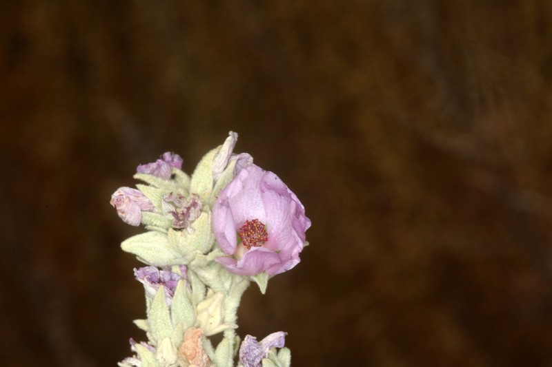 Abbot's Bushmallow photo 2