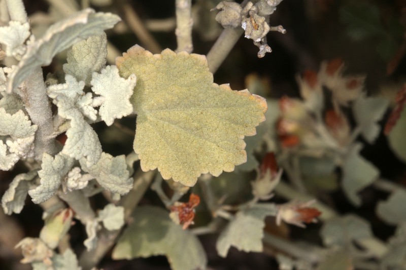 Abbot's Bushmallow photo 3