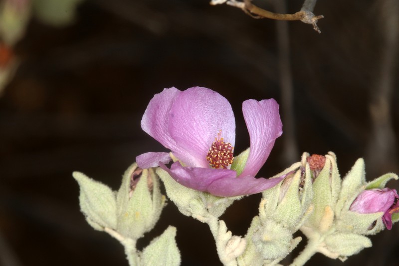 Abbot's Bushmallow photo 4
