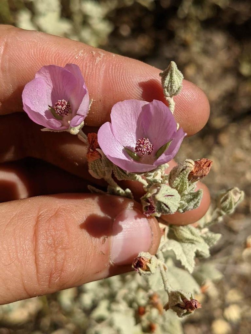 Abbot's Bushmallow photo 5