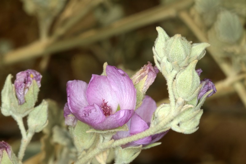 Abbot's Bushmallow photo 6