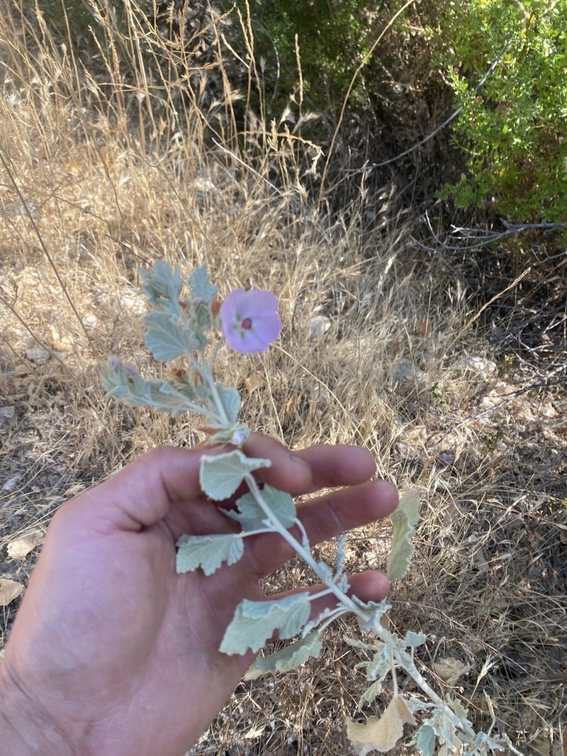 Abbot's Bushmallow photo 7