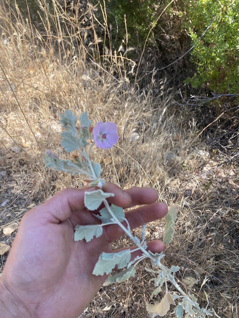 Abbot's Bushmallow photo 8