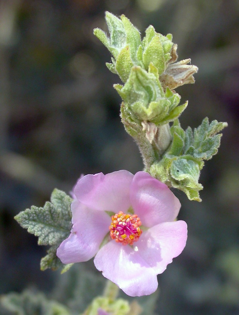 Gray Bushmallow photo 2