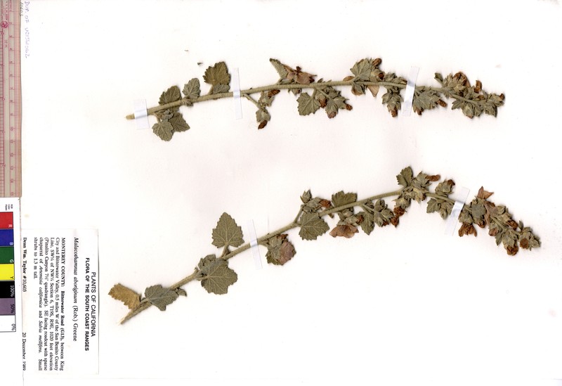 Gray Bushmallow