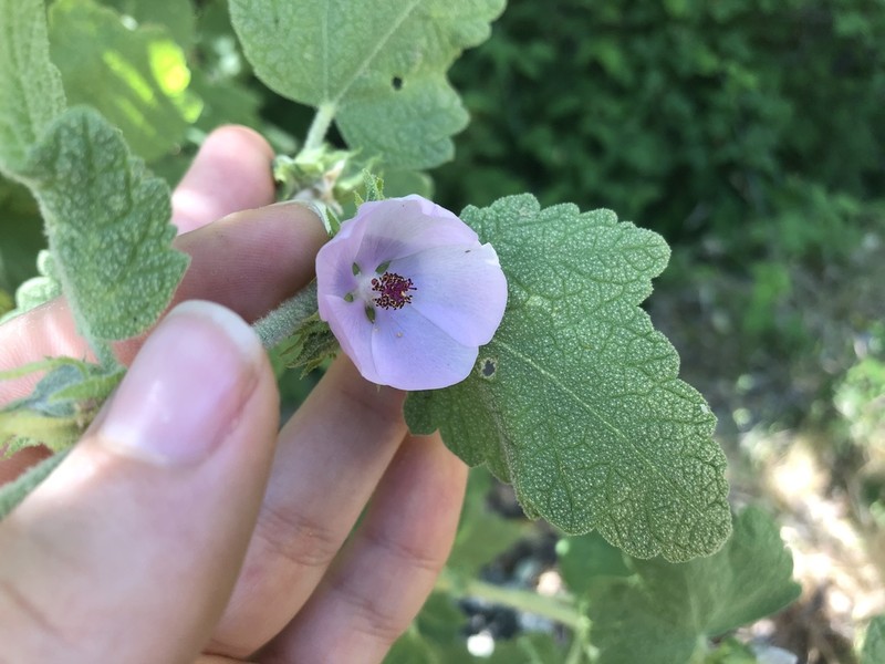 Gray Bushmallow photo 3