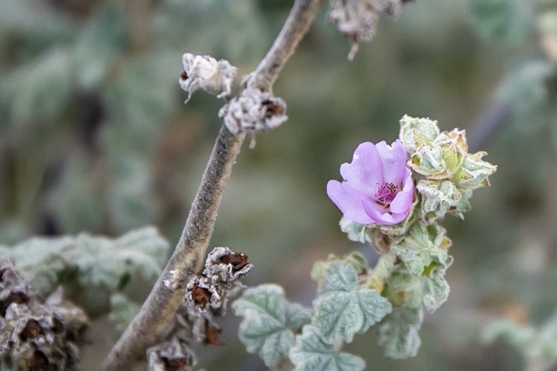 Gray Bushmallow photo 4