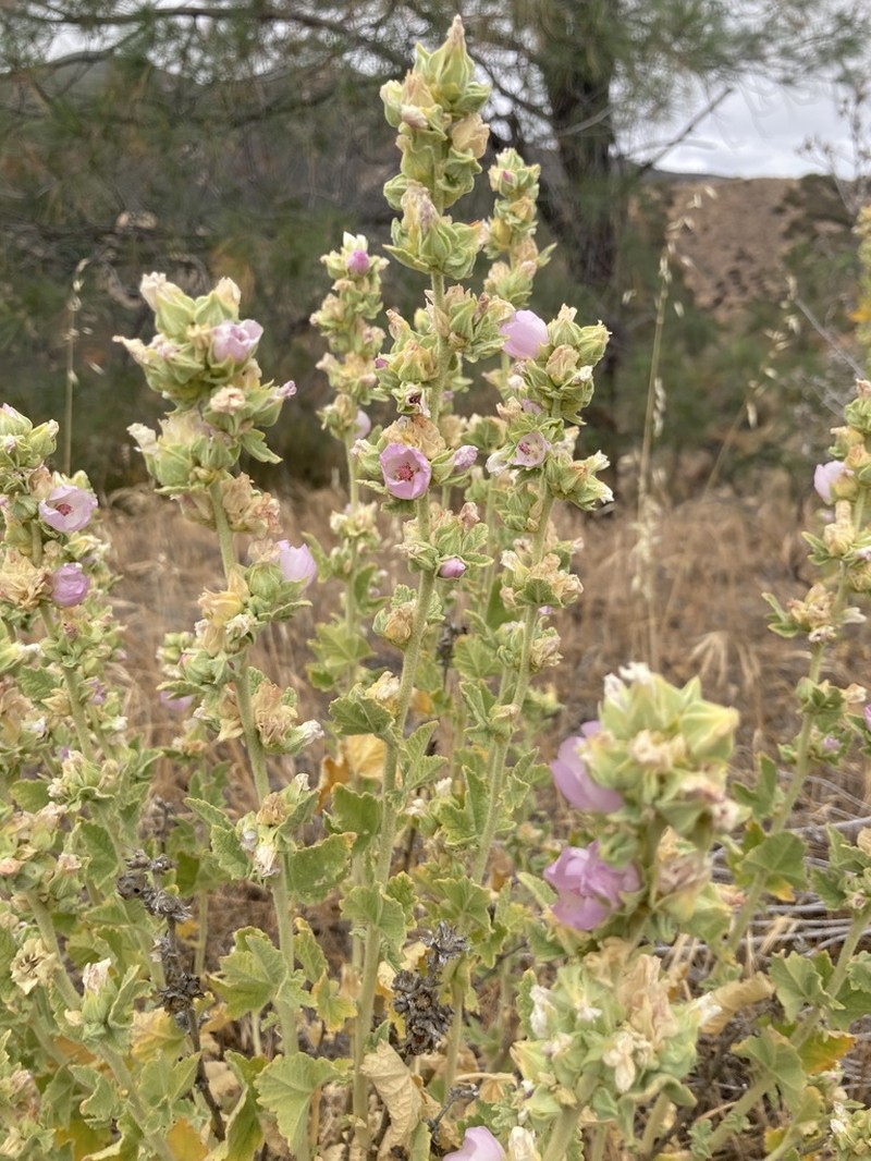 Gray Bushmallow photo 5