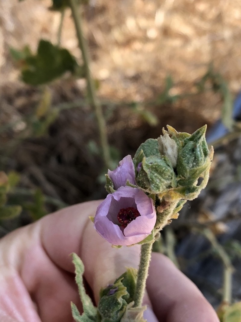 Gray Bushmallow photo 6