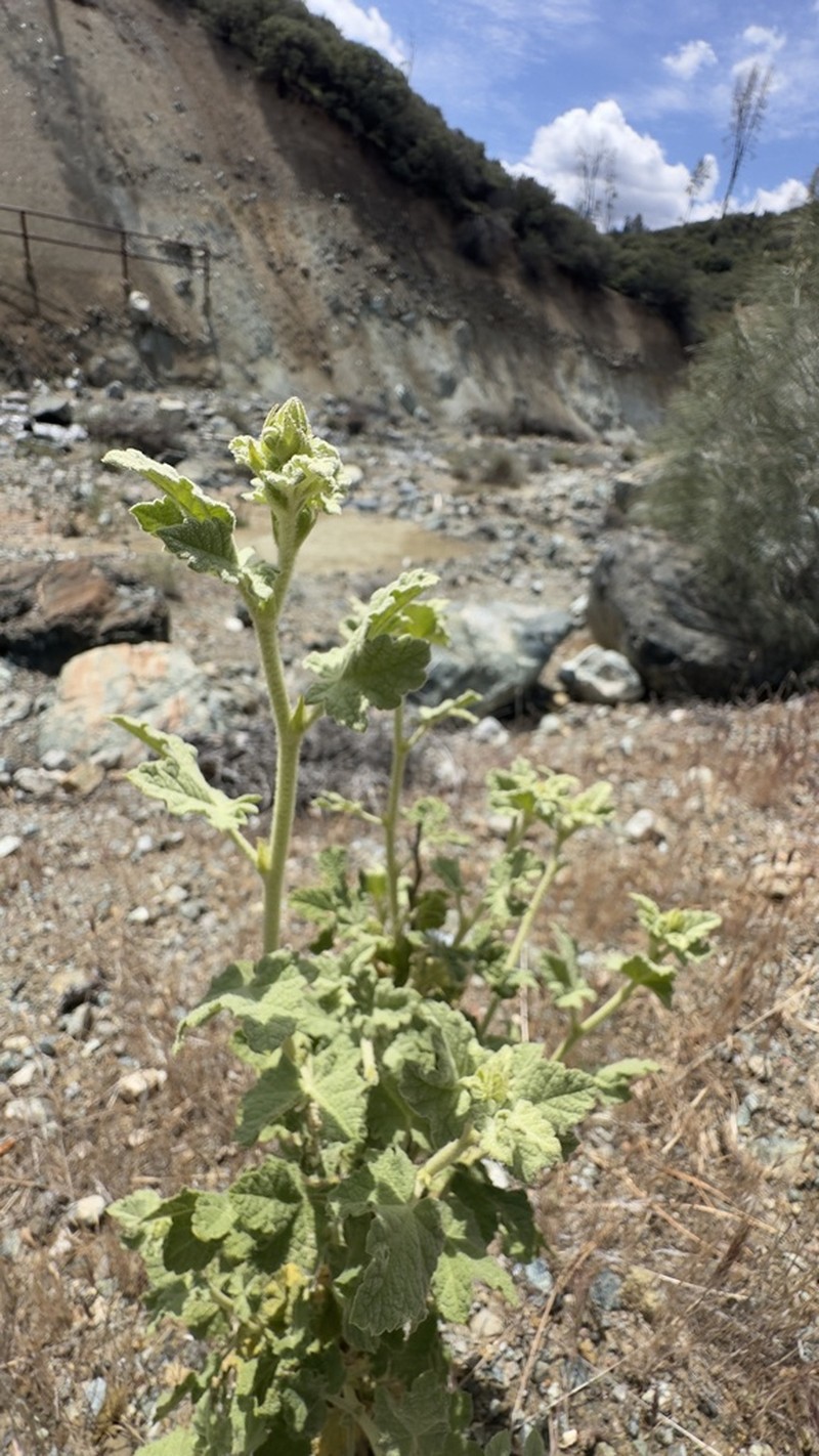 Gray Bushmallow photo 7