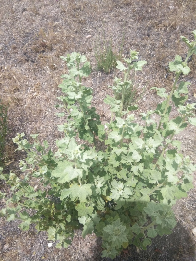 Gray Bushmallow photo 8
