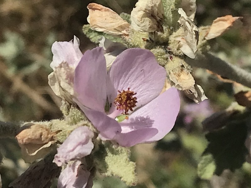 Malacothamnus arcuatus photo 4