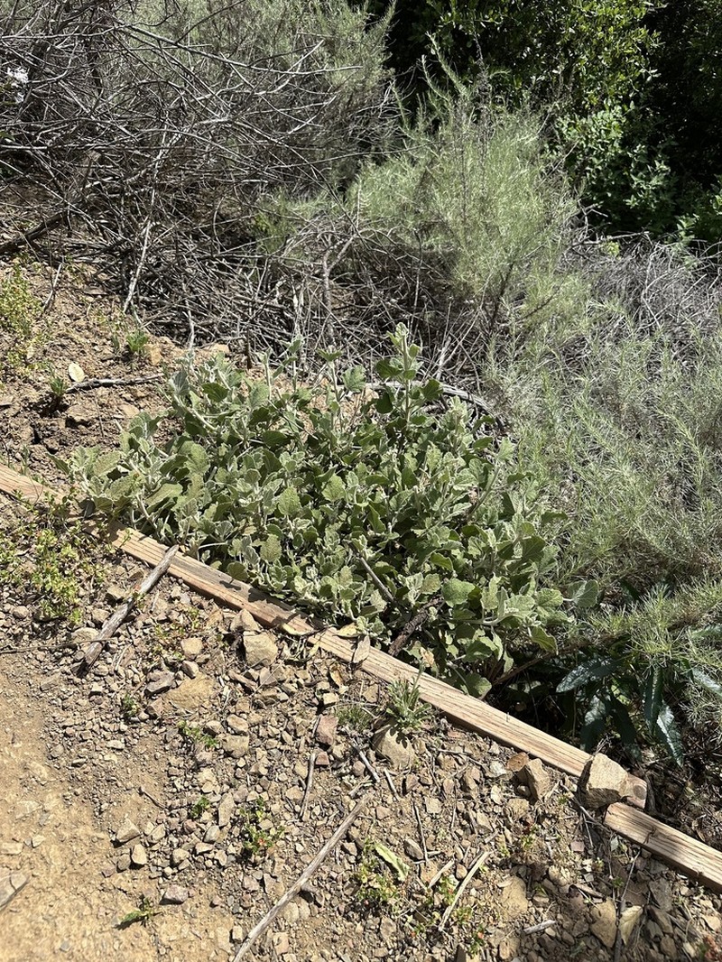 Malacothamnus arcuatus photo 5