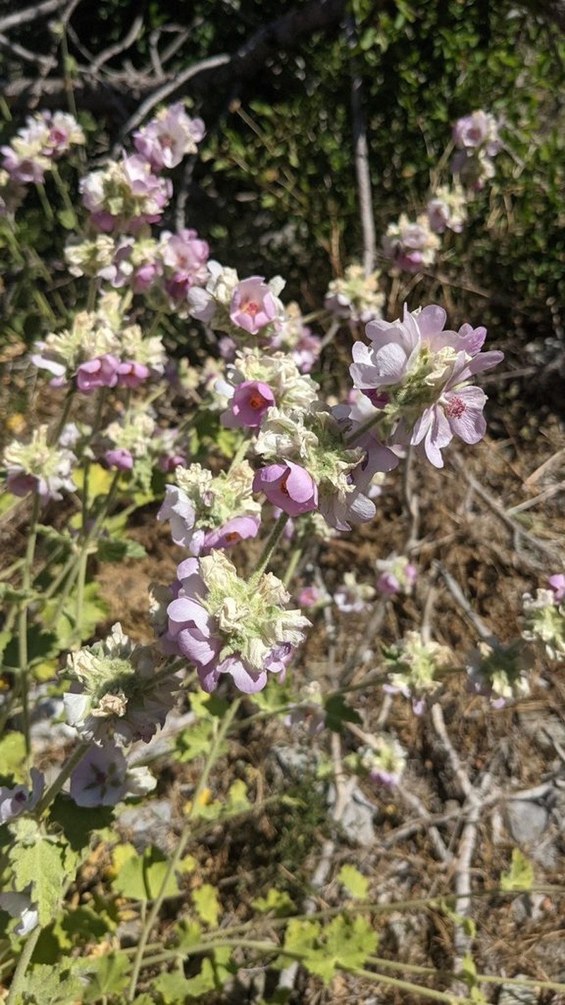 Malacothamnus astrotentaculatus