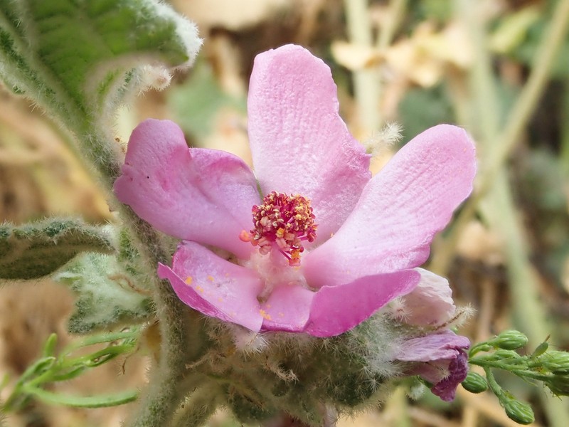 Malacothamnus astrotentaculatus photo 4