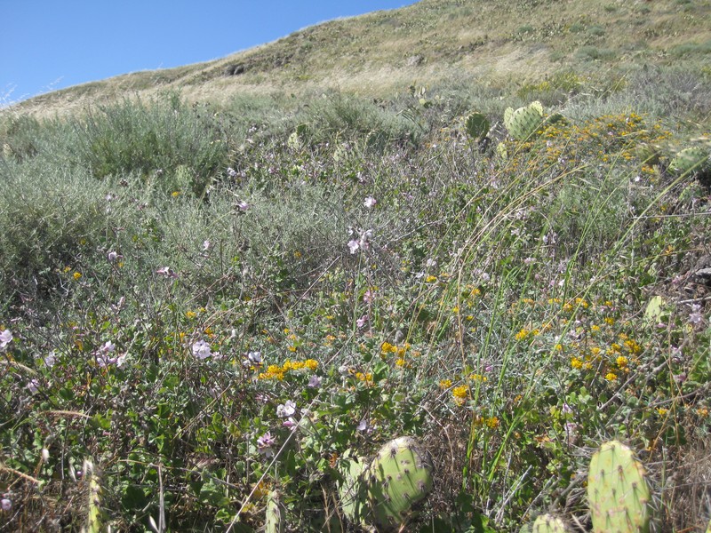 San Clemente Island Bushmallow photo 2