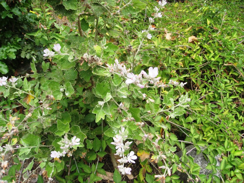 San Clemente Island Bushmallow photo 3
