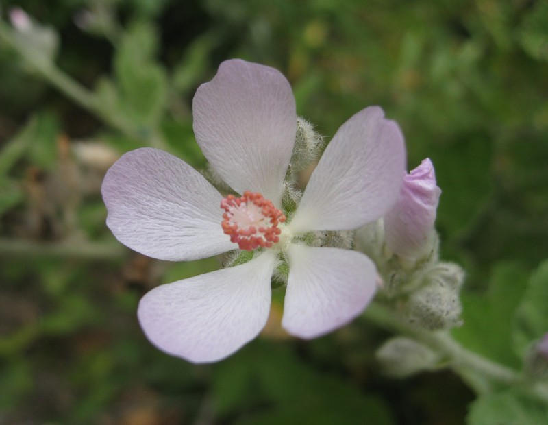 San Clemente Island Bushmallow photo 4