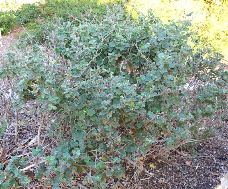 San Clemente Island Bushmallow