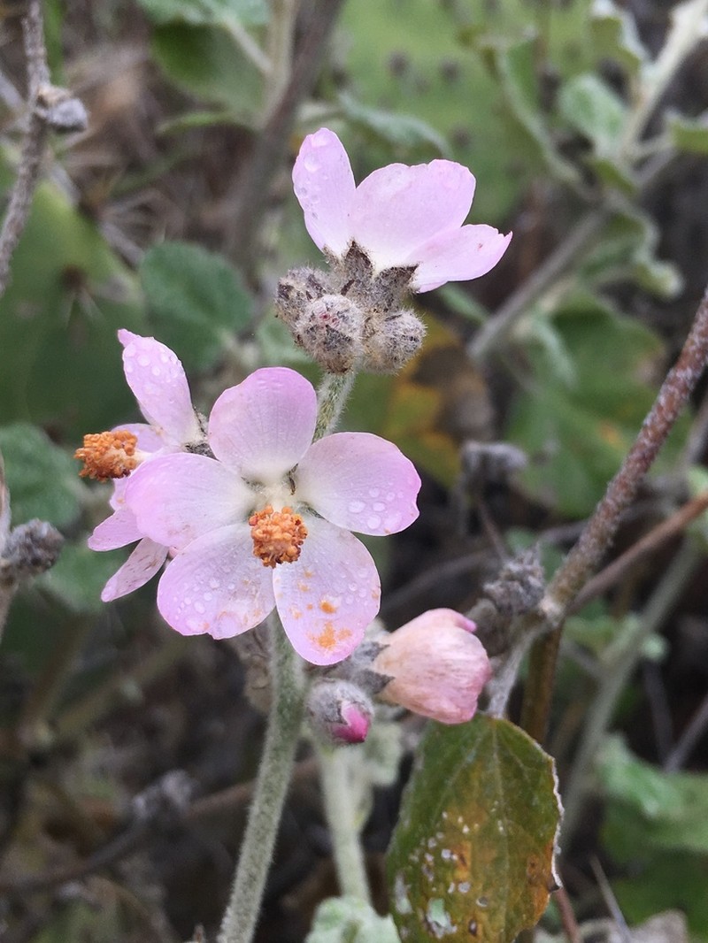 San Clemente Island Bushmallow photo 3