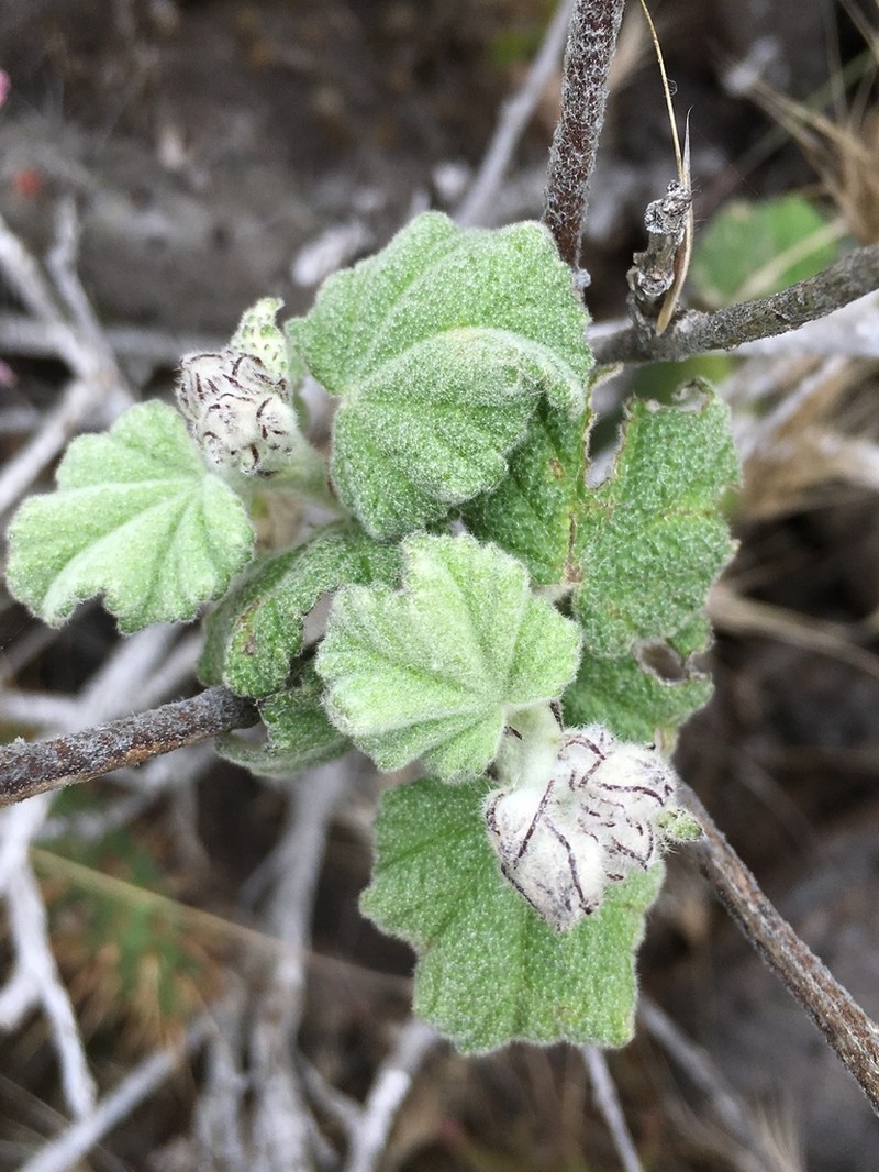 San Clemente Island Bushmallow photo 4