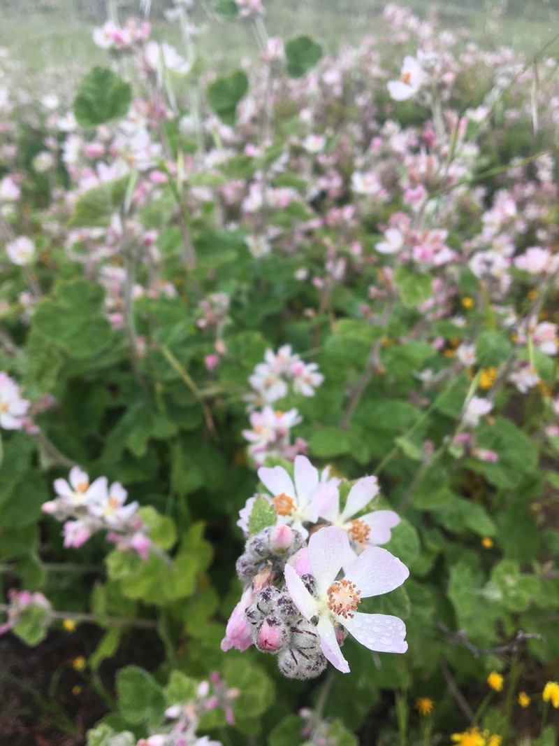 San Clemente Island Bushmallow photo 5