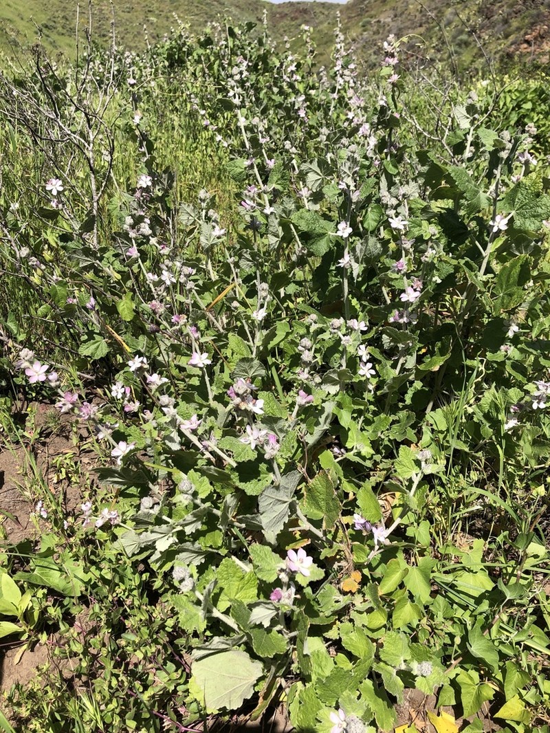San Clemente Island Bushmallow photo 6